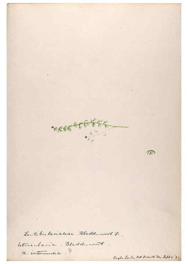 Reproducción/Reproduction 48789277706: [Water-color sketches of plants of North America and Europe]. . 