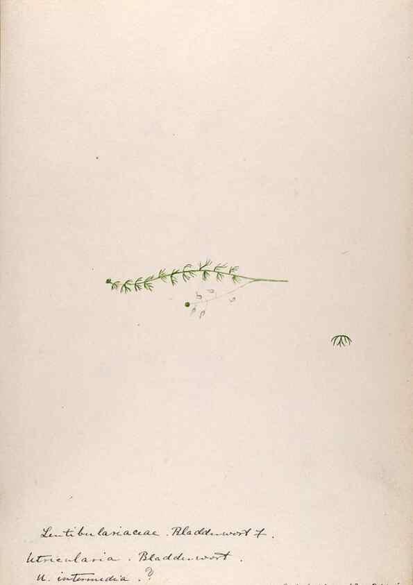 Reproducción/Reproduction 48789277706: [Water-color sketches of plants of North America and Europe]. . 
