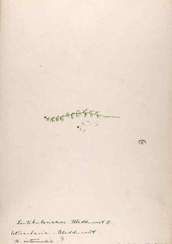 Reproducción/Reproduction 48789277706: [Water-color sketches of plants of North America and Europe]. . 