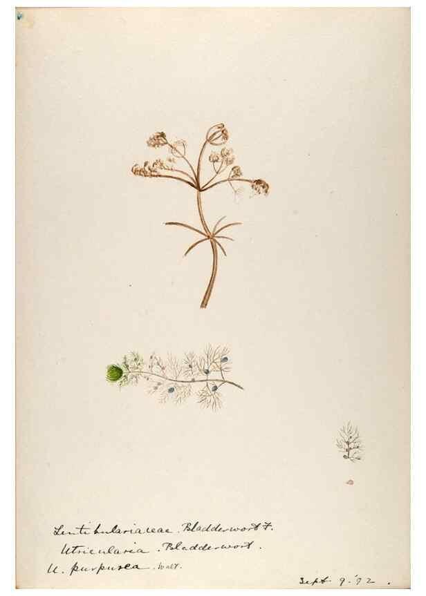 Reproducción/Reproduction 48789425487: [Water-color sketches of plants of North America and Europe]. . 