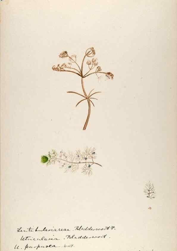 Reproducción/Reproduction 48789425487: [Water-color sketches of plants of North America and Europe]. . 