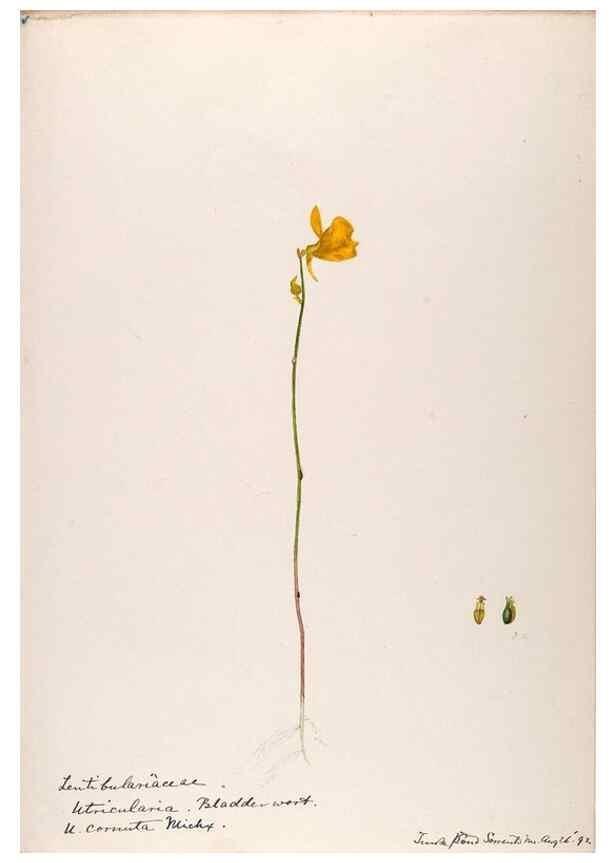 Reproducción/Reproduction 48789278436: [Water-color sketches of plants of North America and Europe]. . 