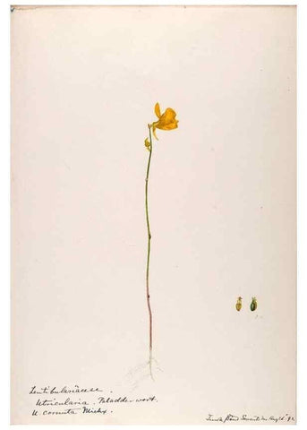 Reproducción/Reproduction 48789278436: [Water-color sketches of plants of North America and Europe]. . 