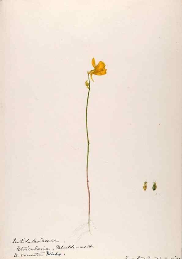 Reproducción/Reproduction 48789278436: [Water-color sketches of plants of North America and Europe]. . 