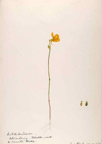 Reproducción/Reproduction 48789278436: [Water-color sketches of plants of North America and Europe]. . 
