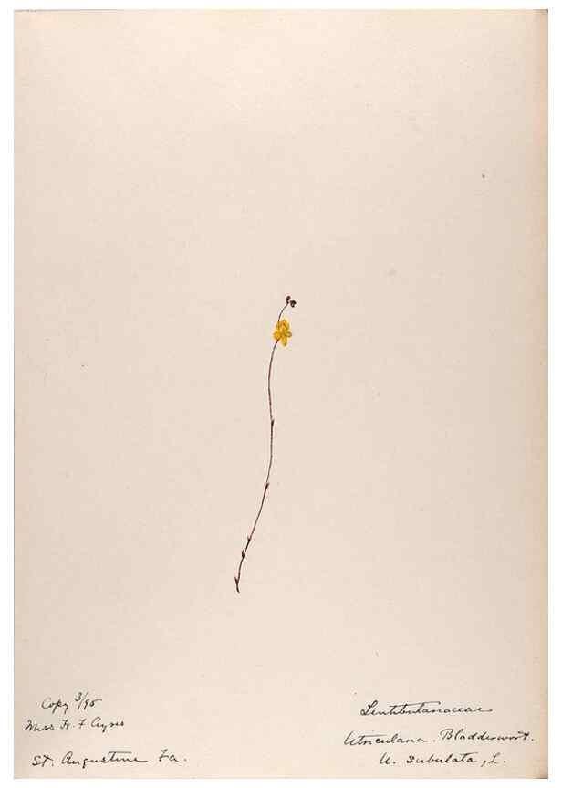 Reproducción/Reproduction 48788916563: [Water-color sketches of plants of North America and Europe]. . 