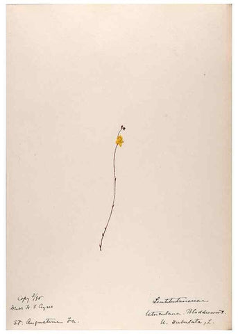 Reproducción/Reproduction 48788916563: [Water-color sketches of plants of North America and Europe]. . 