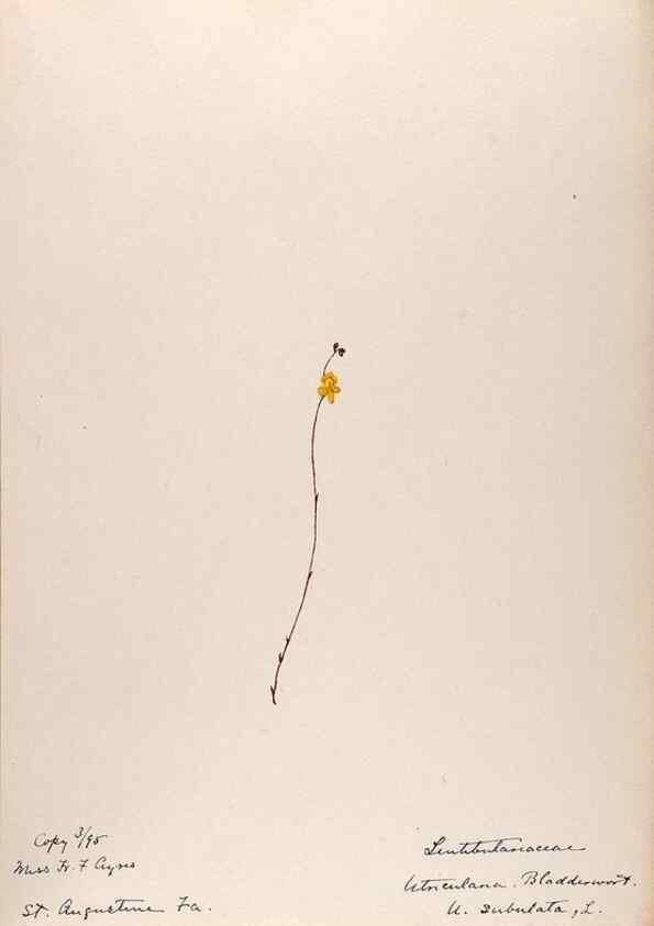 Reproducción/Reproduction 48788916563: [Water-color sketches of plants of North America and Europe]. . 