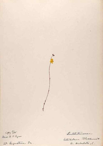 Reproducción/Reproduction 48788916563: [Water-color sketches of plants of North America and Europe]. . 