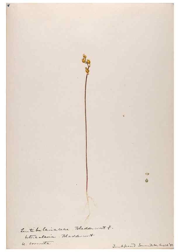 Reproducción/Reproduction 48788916988: [Water-color sketches of plants of North America and Europe]. . 
