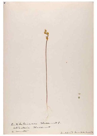 Reproducción/Reproduction 48788916988: [Water-color sketches of plants of North America and Europe]. . 