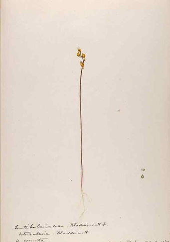 Reproducción/Reproduction 48788916988: [Water-color sketches of plants of North America and Europe]. . 