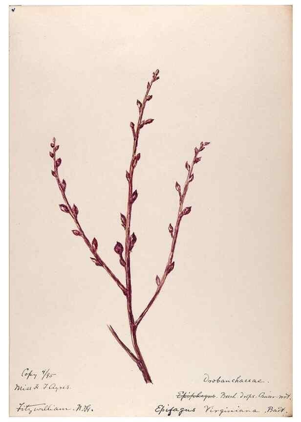 Reproducción/Reproduction 48789279671: [Water-color sketches of plants of North America and Europe]. . 