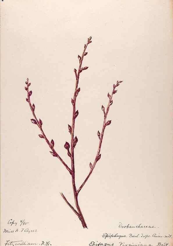 Reproducción/Reproduction 48789279671: [Water-color sketches of plants of North America and Europe]. . 