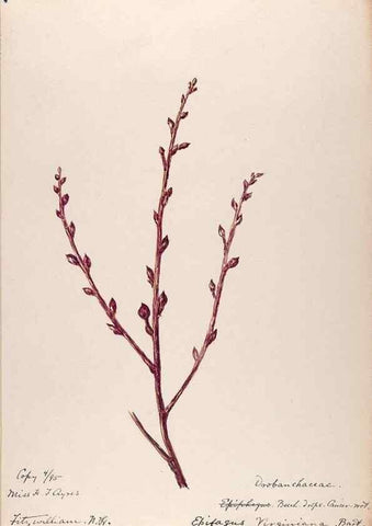 Reproducción/Reproduction 48789279671: [Water-color sketches of plants of North America and Europe]. . 