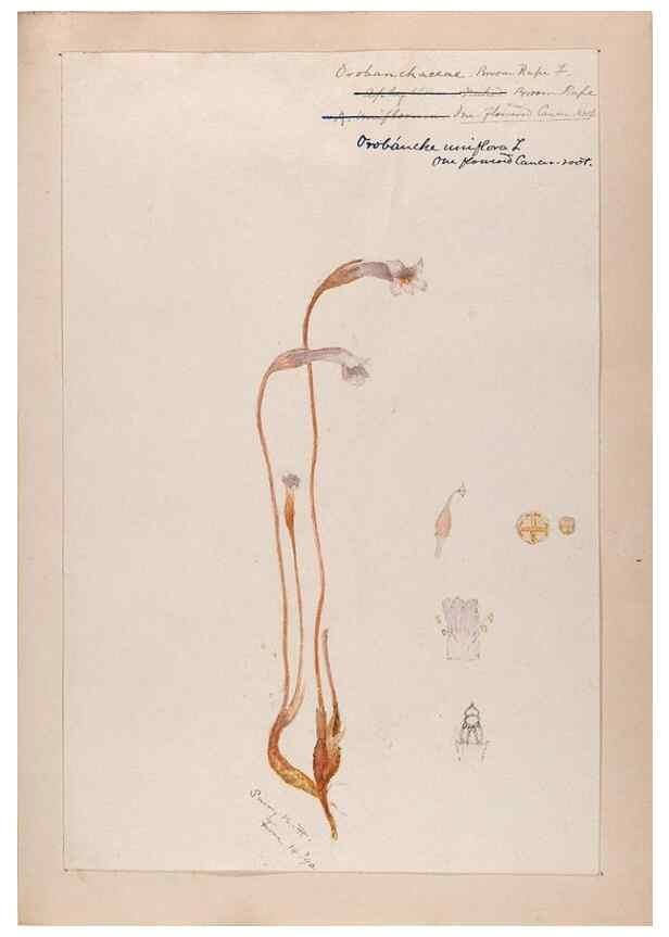 Reproducción/Reproduction 48788917833: [Water-color sketches of plants of North America and Europe]. . 