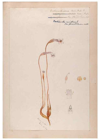 Reproducción/Reproduction 48788917833: [Water-color sketches of plants of North America and Europe]. . 