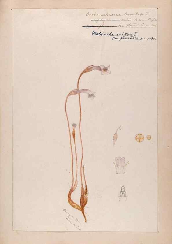 Reproducción/Reproduction 48788917833: [Water-color sketches of plants of North America and Europe]. . 