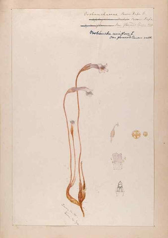 Reproducción/Reproduction 48788917833: [Water-color sketches of plants of North America and Europe]. . 