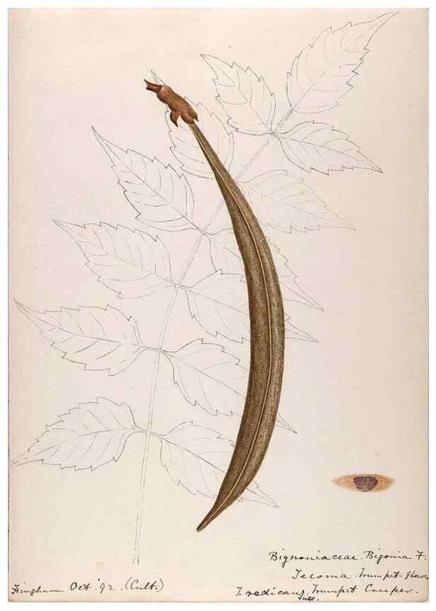 Reproducción/Reproduction 48788918283: [Water-color sketches of plants of North America and Europe]. . 