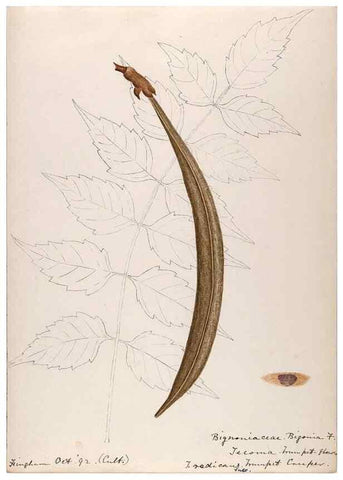 Reproducción/Reproduction 48788918283: [Water-color sketches of plants of North America and Europe]. . 