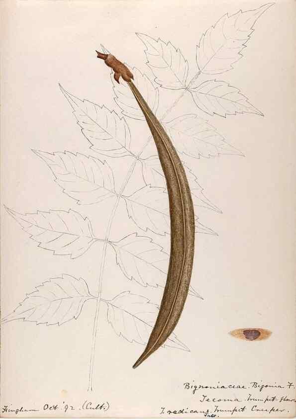 Reproducción/Reproduction 48788918283: [Water-color sketches of plants of North America and Europe]. . 