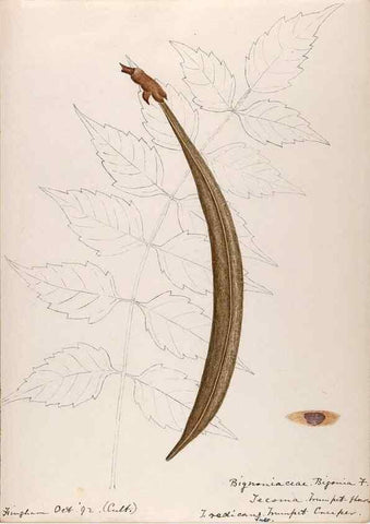 Reproducción/Reproduction 48788918283: [Water-color sketches of plants of North America and Europe]. . 