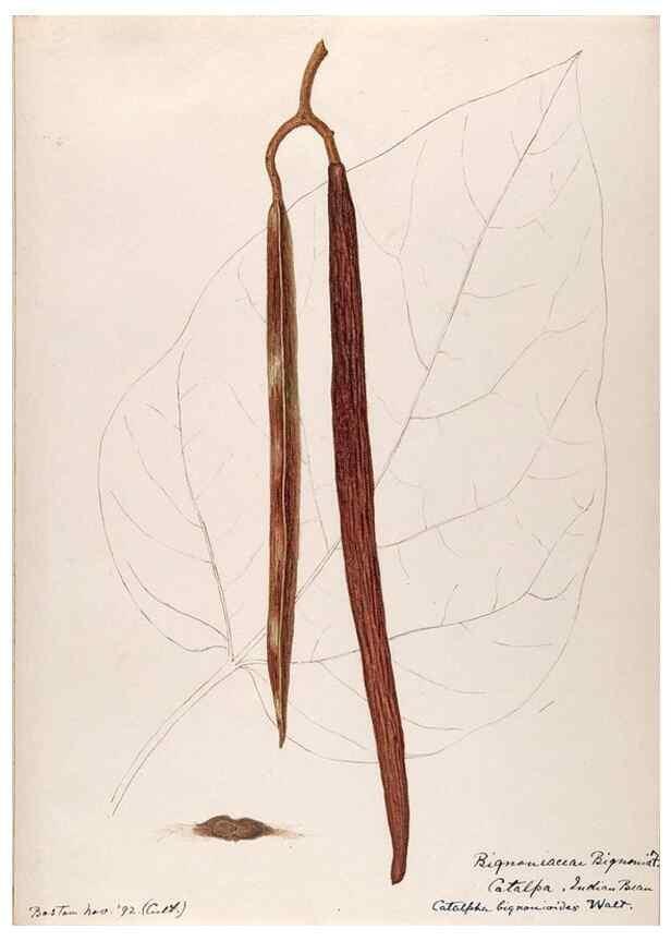 Reproducción/Reproduction 48789428572: [Water-color sketches of plants of North America and Europe]. . 