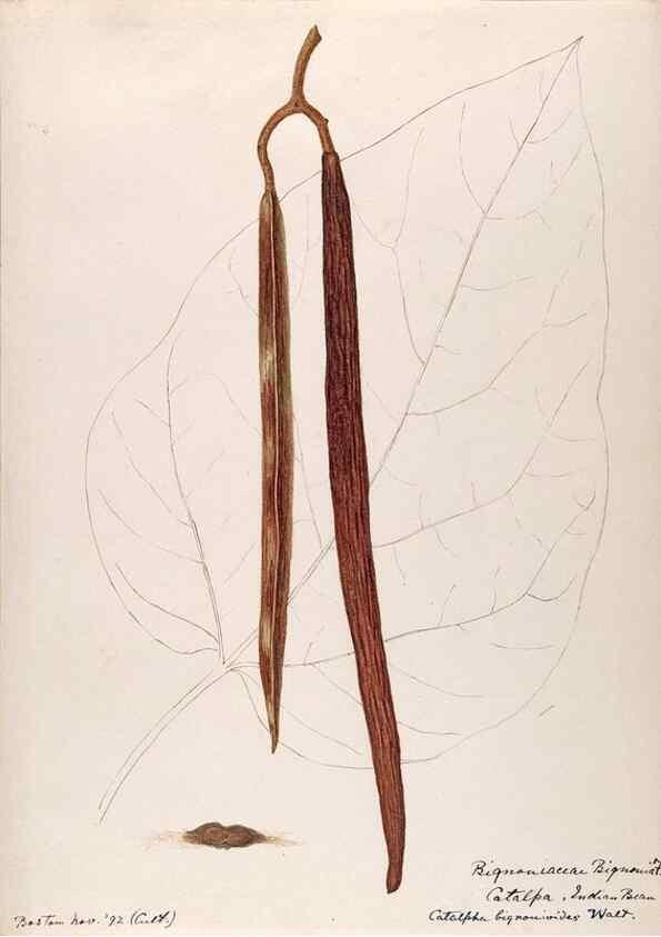 Reproducción/Reproduction 48789428572: [Water-color sketches of plants of North America and Europe]. . 
