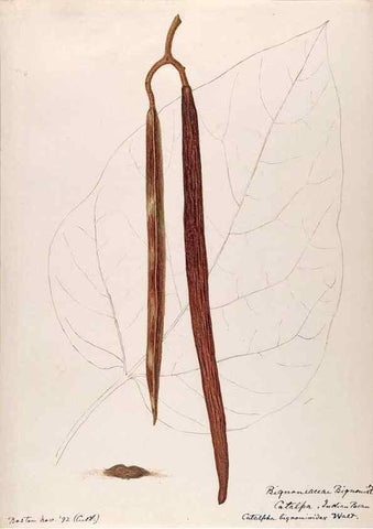 Reproducción/Reproduction 48789428572: [Water-color sketches of plants of North America and Europe]. . 