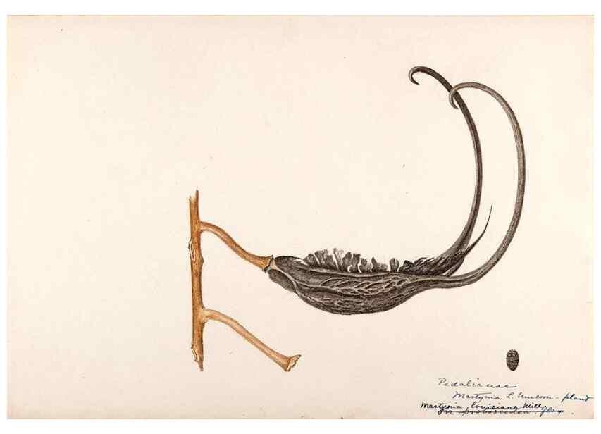 Reproducción/Reproduction 48788919148: [Water-color sketches of plants of North America and Europe]. . 
