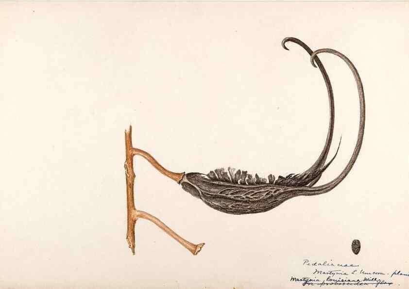 Reproducción/Reproduction 48788919148: [Water-color sketches of plants of North America and Europe]. . 