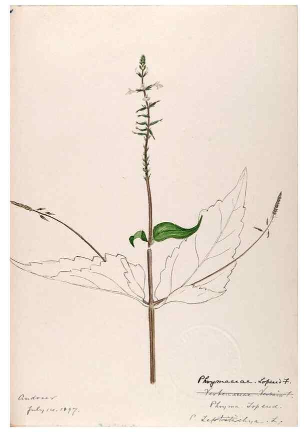 Reproducción/Reproduction 48788919908: [Water-color sketches of plants of North America and Europe]. . 