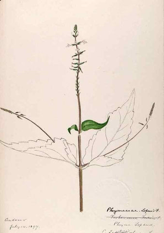 Reproducción/Reproduction 48788919908: [Water-color sketches of plants of North America and Europe]. . 