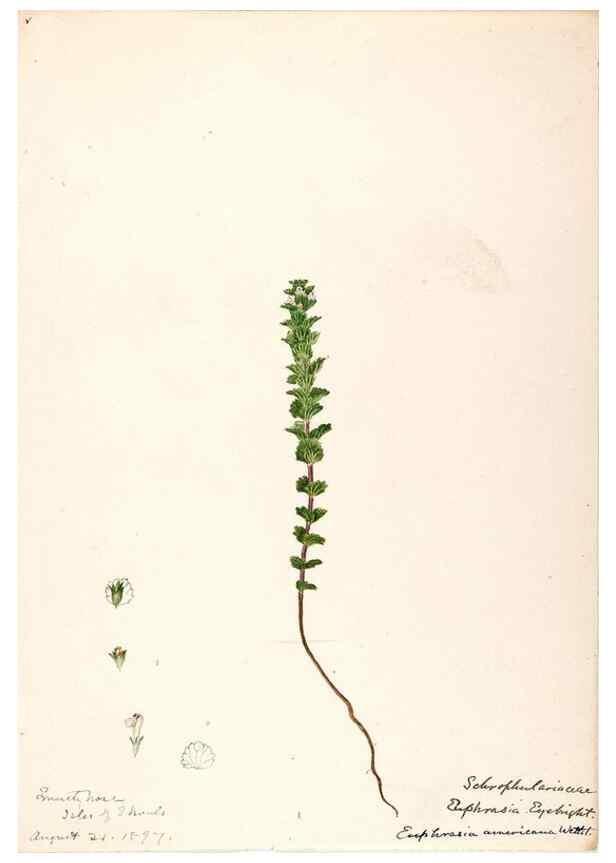 Reproducción/Reproduction 48788883973: [Water-color sketches of plants of North America and Europe]. . 
