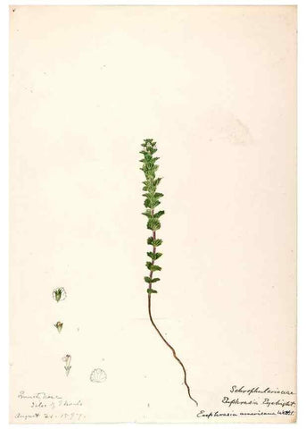 Reproducción/Reproduction 48788883973: [Water-color sketches of plants of North America and Europe]. . 