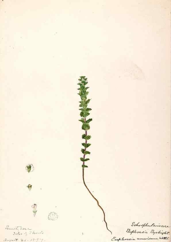 Reproducción/Reproduction 48788883973: [Water-color sketches of plants of North America and Europe]. . 