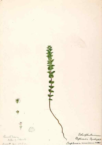 Reproducción/Reproduction 48788883973: [Water-color sketches of plants of North America and Europe]. . 