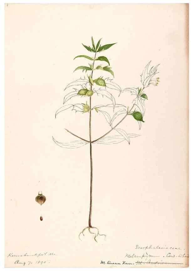 Reproducción/Reproduction 48788883588: [Water-color sketches of plants of North America and Europe]. . 