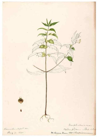 Reproducción/Reproduction 48788883588: [Water-color sketches of plants of North America and Europe]. . 