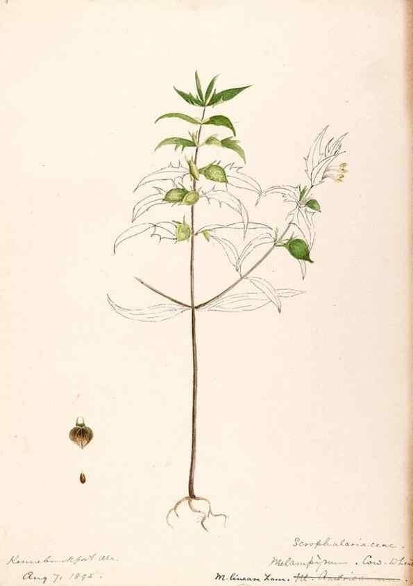 Reproducción/Reproduction 48788883588: [Water-color sketches of plants of North America and Europe]. . 