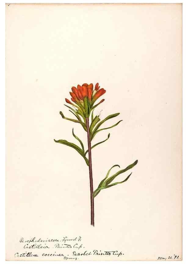 Reproducción/Reproduction 48789392452: [Water-color sketches of plants of North America and Europe]. . 