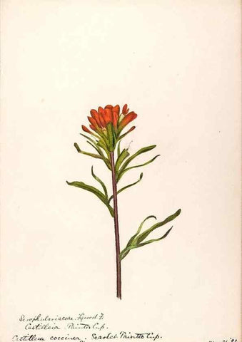 Reproducción/Reproduction 48789392452: [Water-color sketches of plants of North America and Europe]. . 