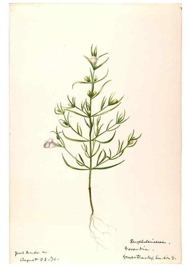 Reproducción/Reproduction 48789245091: [Water-color sketches of plants of North America and Europe]. . 