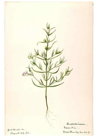 Reproducción/Reproduction 48789245091: [Water-color sketches of plants of North America and Europe]. . 