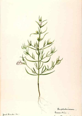 Reproducción/Reproduction 48789245091: [Water-color sketches of plants of North America and Europe]. . 