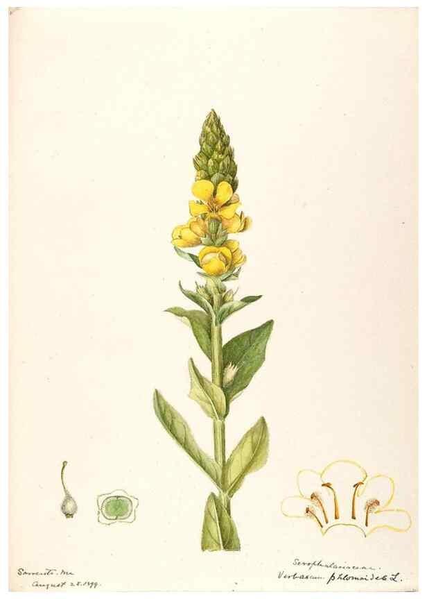 Reproducción/Reproduction 48789238976: [Water-color sketches of plants of North America and Europe]. . 