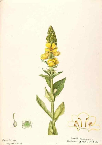 Reproducción/Reproduction 48789238976: [Water-color sketches of plants of North America and Europe]. . 