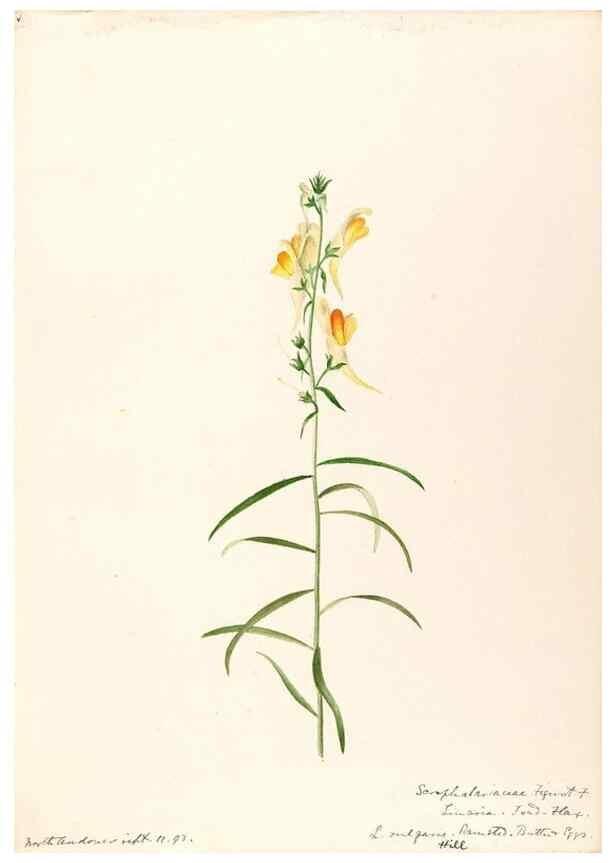 Reproducción/Reproduction 48789239271: [Water-color sketches of plants of North America and Europe]. . 