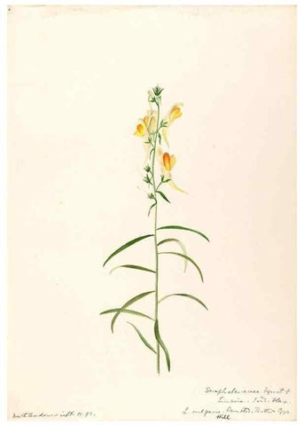 Reproducción/Reproduction 48789239271: [Water-color sketches of plants of North America and Europe]. . 